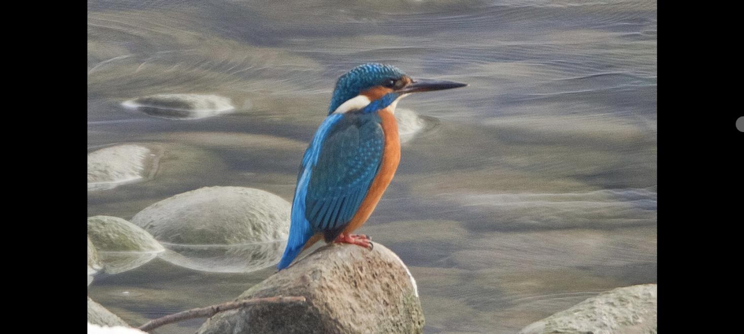 Eisvogel am Wasser (Foto: Beni Herzog)